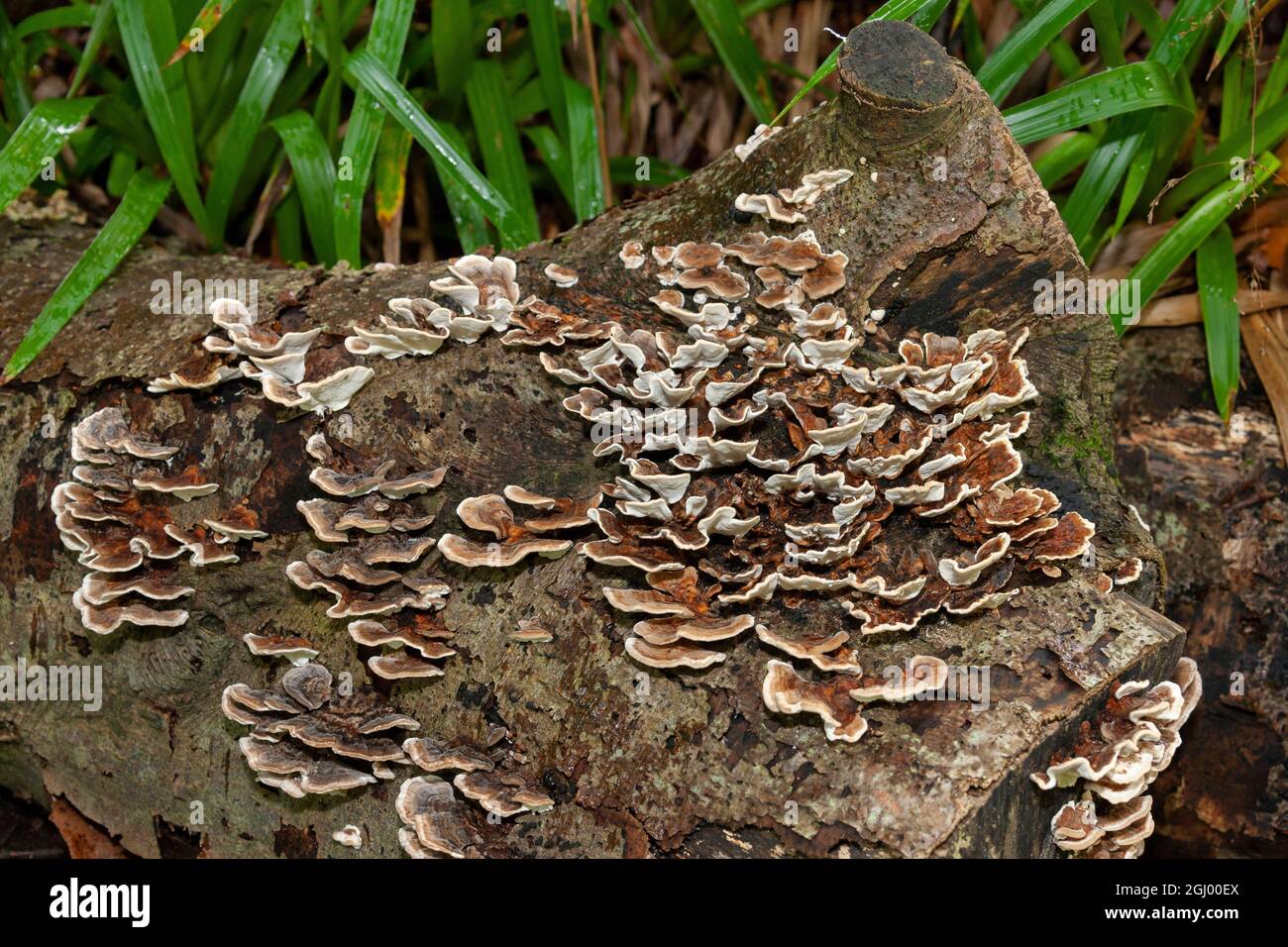 Fungi growing on an old tree stump. Fungi are the principal