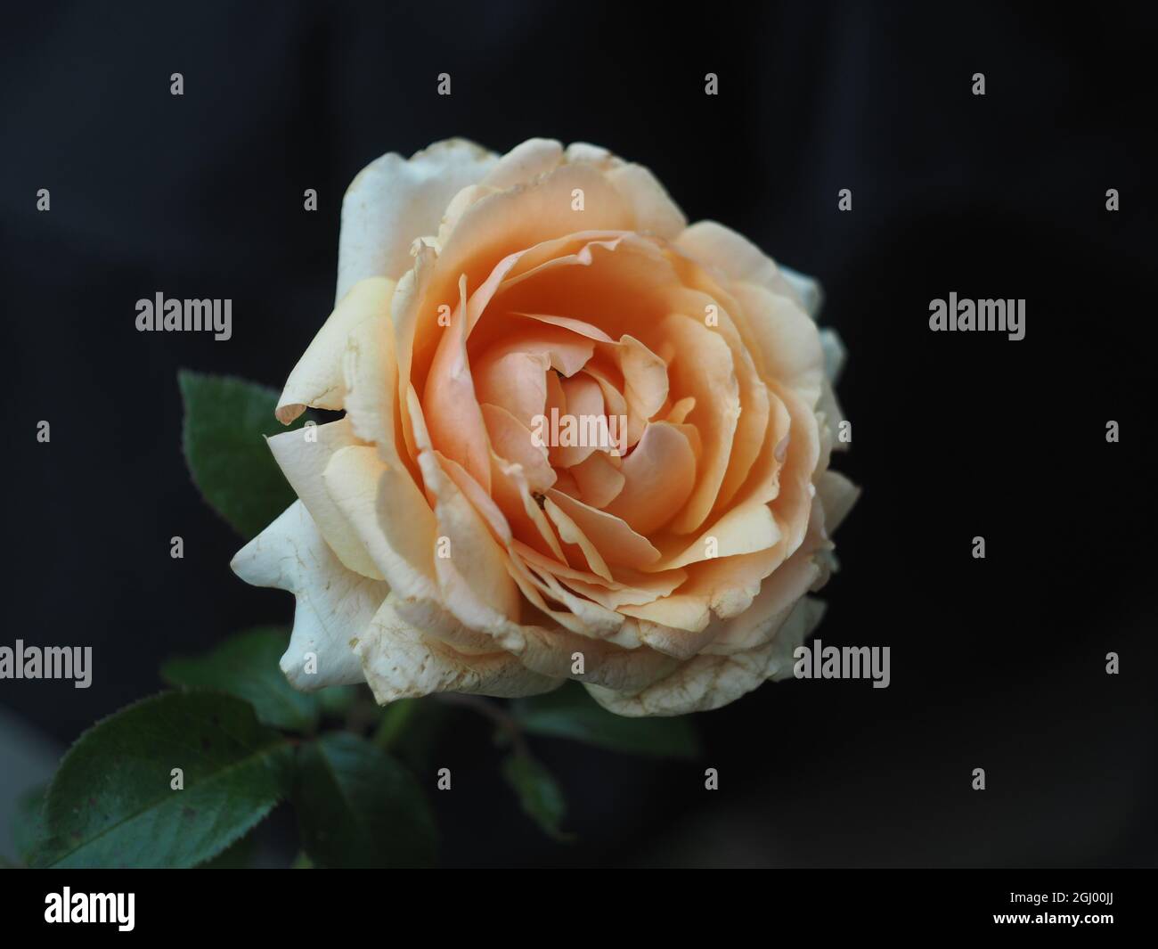 Rose "Linda Bellingham" with pale orange flower Stock Photo