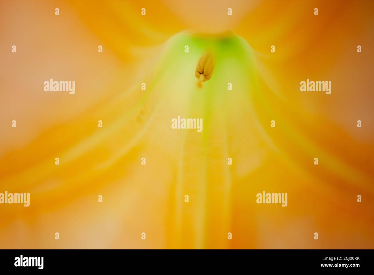 Iris sanguinea hi-res stock photography and images - Alamy