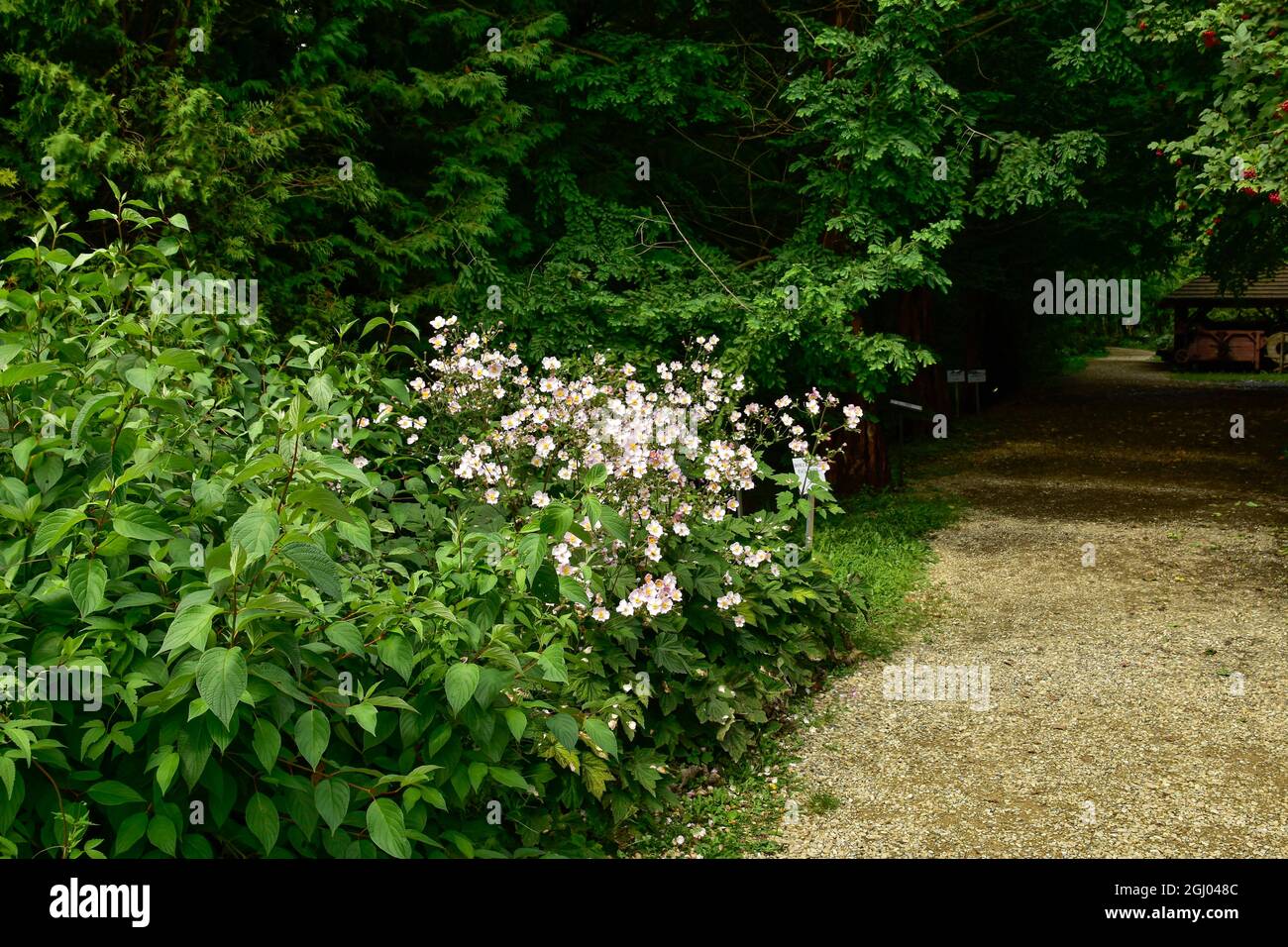 Bolestraszyce arboretum, Poland a beautiful green place, trees, shrubs, ponds, flowers on a summer August day. Stock Photo