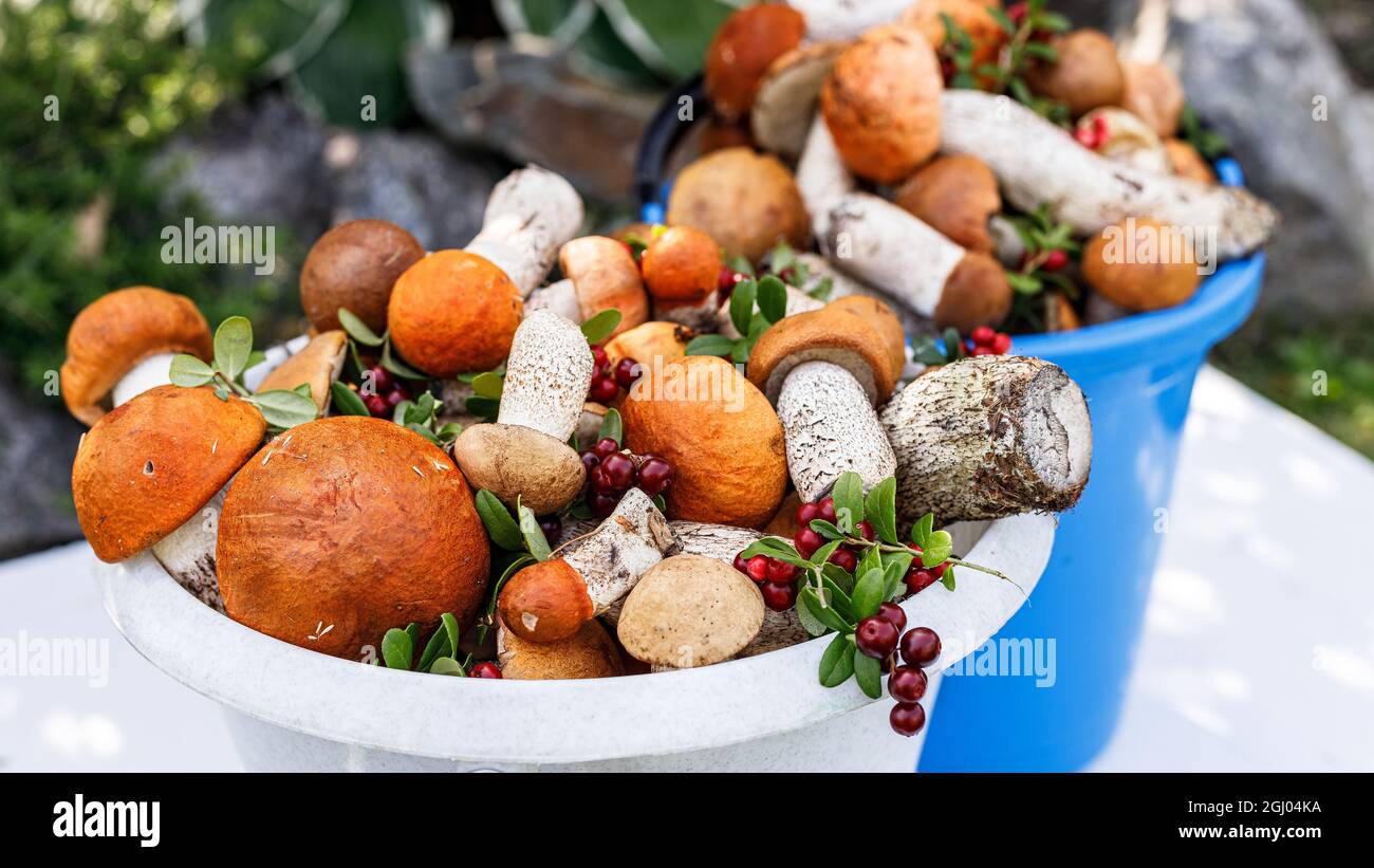 Food banner. Close-up orange cap boletus mushrooms and lingonberry in buckets. Collecting wild mushrooms and berries in the forest. Autumn season of e Stock Photo