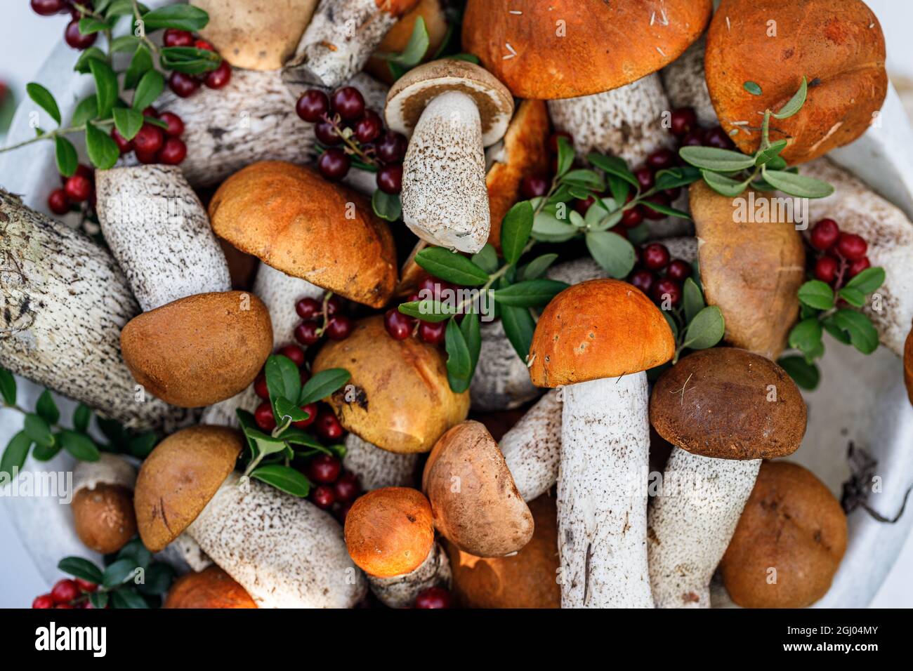 Orange boletus mushrooms and lingonberry in buckets on a rustic background. Collecting wild mushrooms and berries in the forest. Autumn season of edib Stock Photo