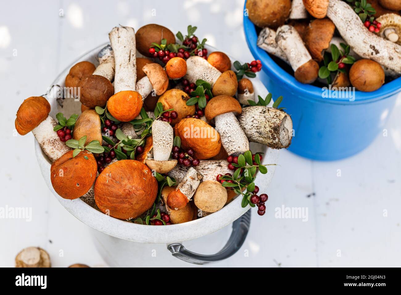 Close-up orange cap boletus mushrooms and lingonberry in buckets on a rustic background. Collecting wild mushrooms and berries in the forest. Autumn s Stock Photo