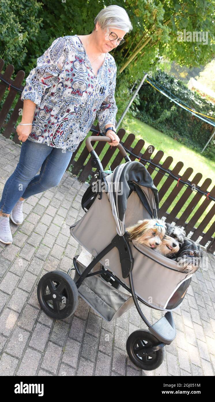 03 September 2021, Saxony, Eilenburg: Insurance saleswoman Ivette Starcke takes her Havanese Otto, Vanja and Arthur (r-l) for a walk in a buggy. The six, one and four year old animals enjoy the full attention of their owners as full family members after their grown-up children have moved out. For the vacation time and trips with the camper each dog has its own camping chair, for walks and shopping trips a large buggy and for rainy and cool days self-sewed coloured jackets. Havanese are considered to be extremely good-natured family dogs. Photo: Waltraud Grubitzsch/dpa-Zentralbild/ZB Stock Photo