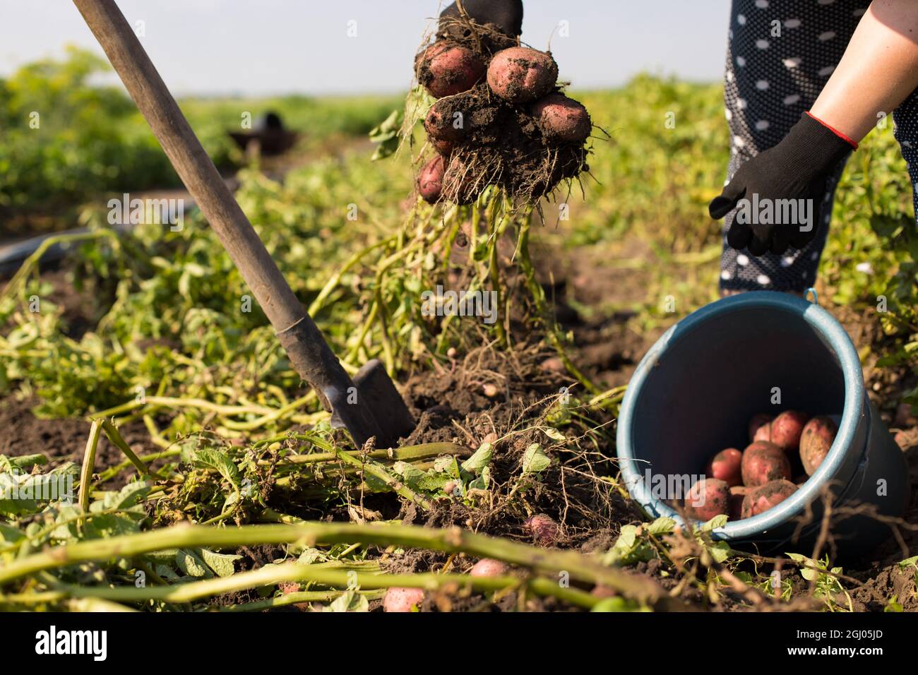 Female gardener diging out potato with shovel on a field Stock Photo ...