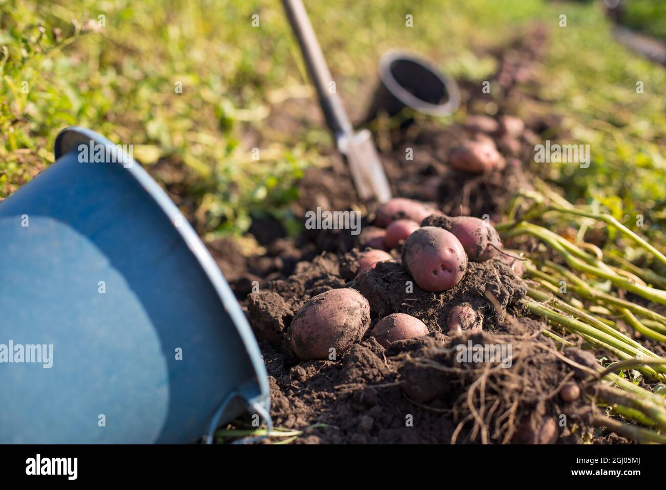 Potato harvest close up digging hi-res stock photography and images - Alamy