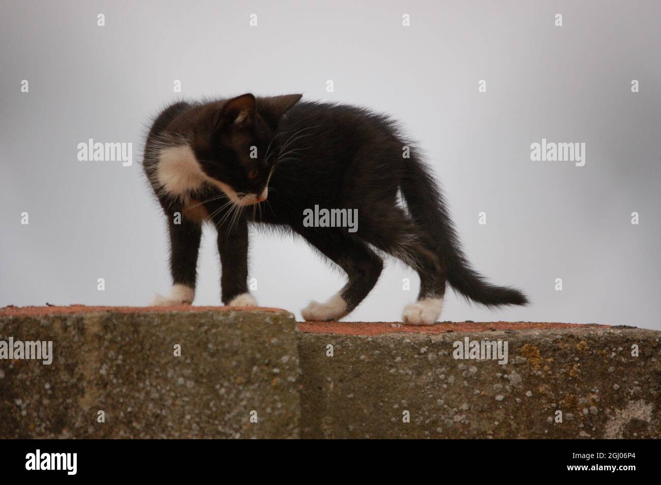 Junge Katze, Germany Stock Photo