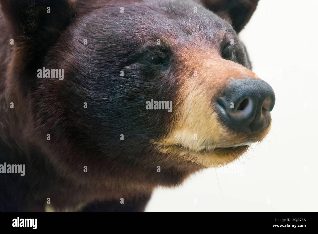 A close up, detail of a stuffed, taxidermy black bear on display at the Smithsonian Museum of Natural History. In Washington DC, District of Columbia. Stock Photo