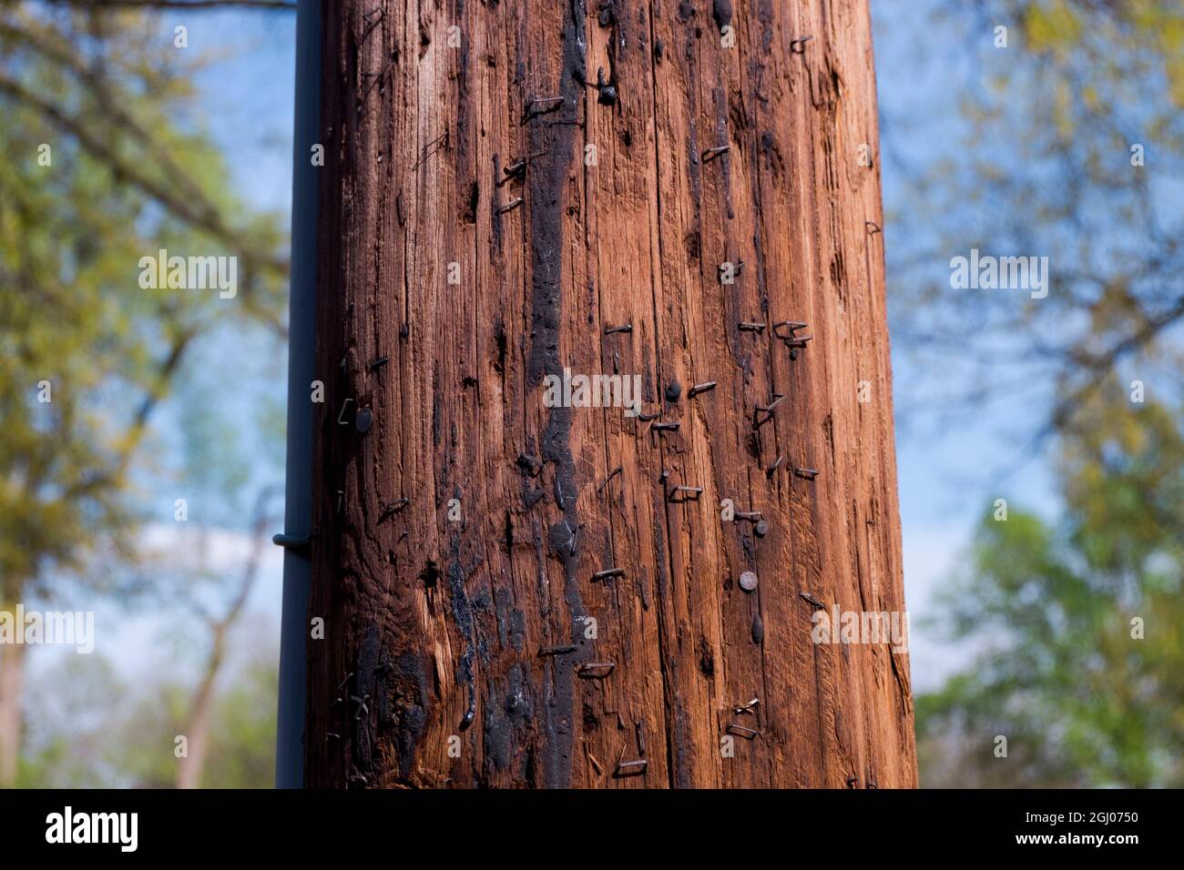 A standard wood telephone, utility pole with tar and staples. In