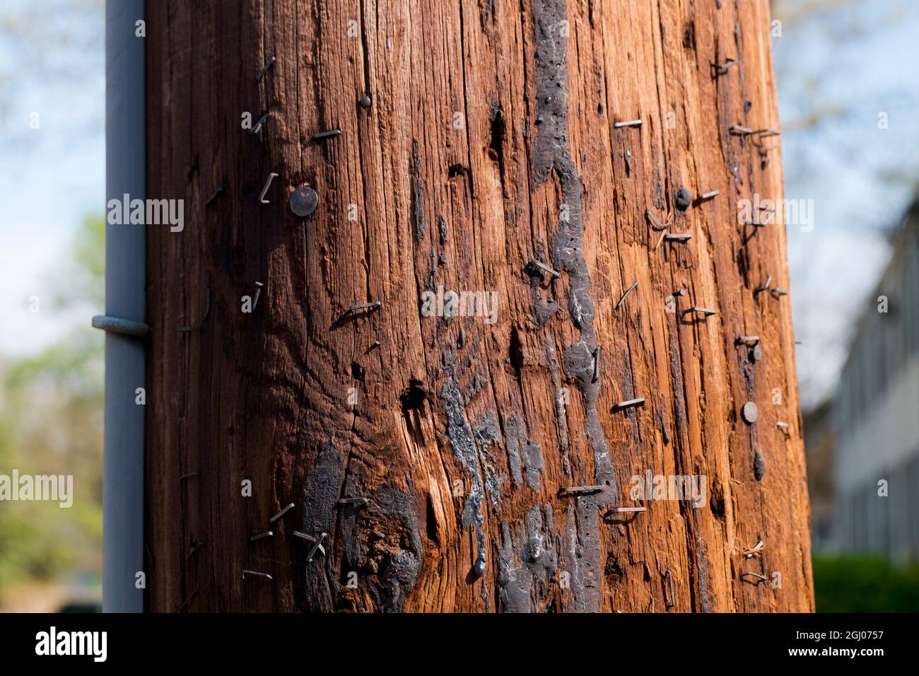 A standard wood telephone, utility pole with tar and staples. In