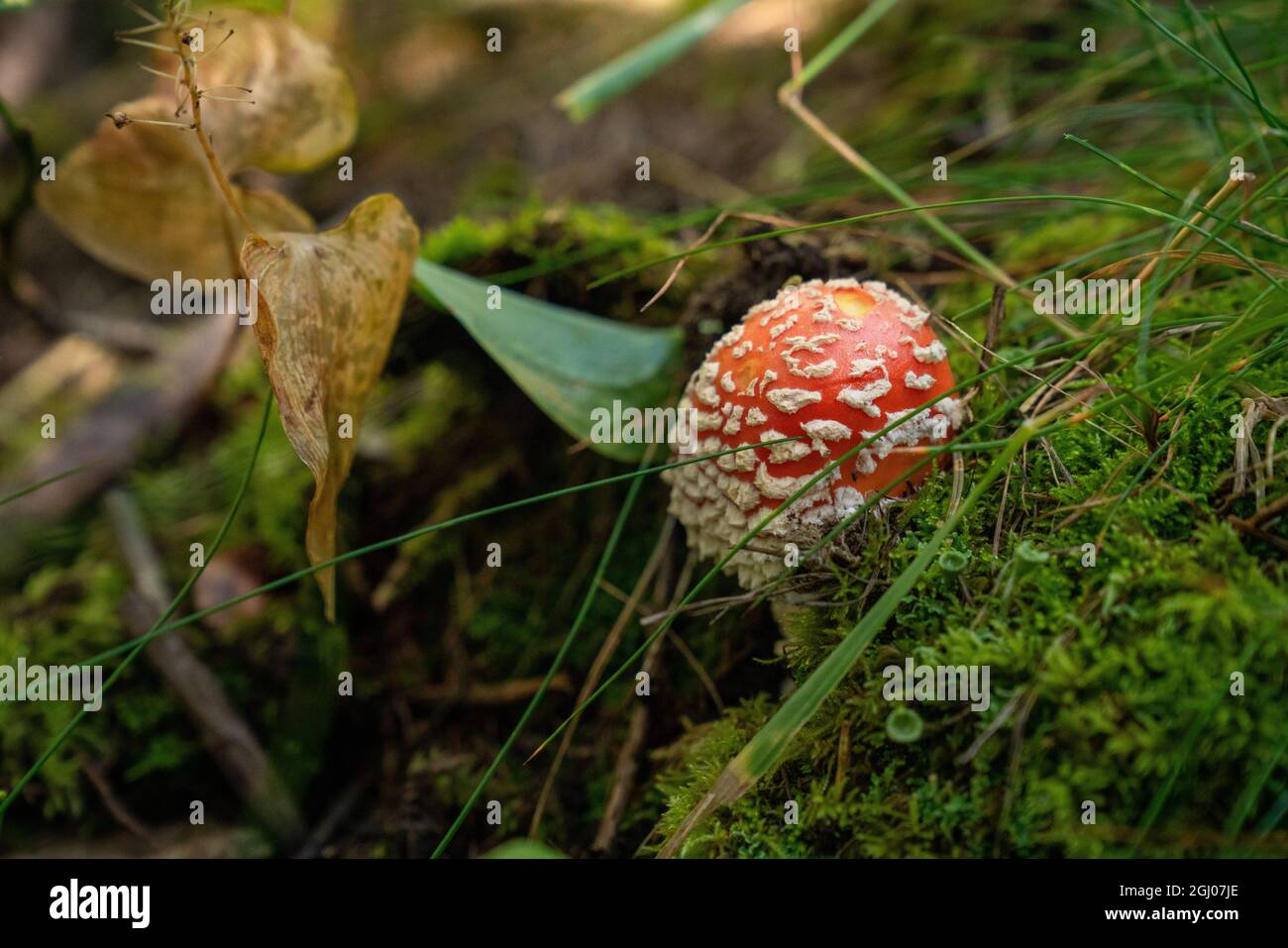 red fly agaric - red Toadstool close up Stock Photo