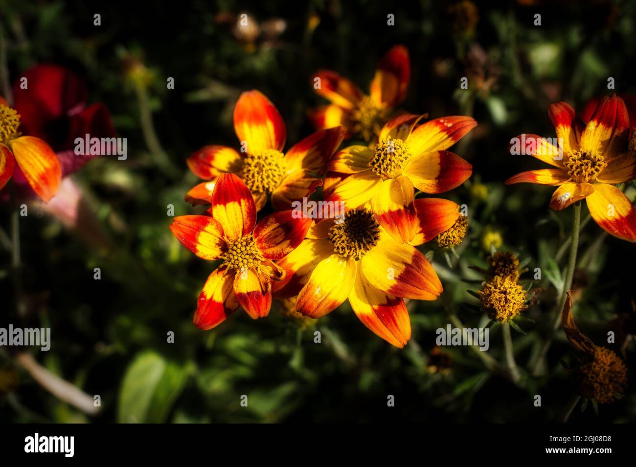 Dramatic red flower hi-res stock photography and images - Alamy