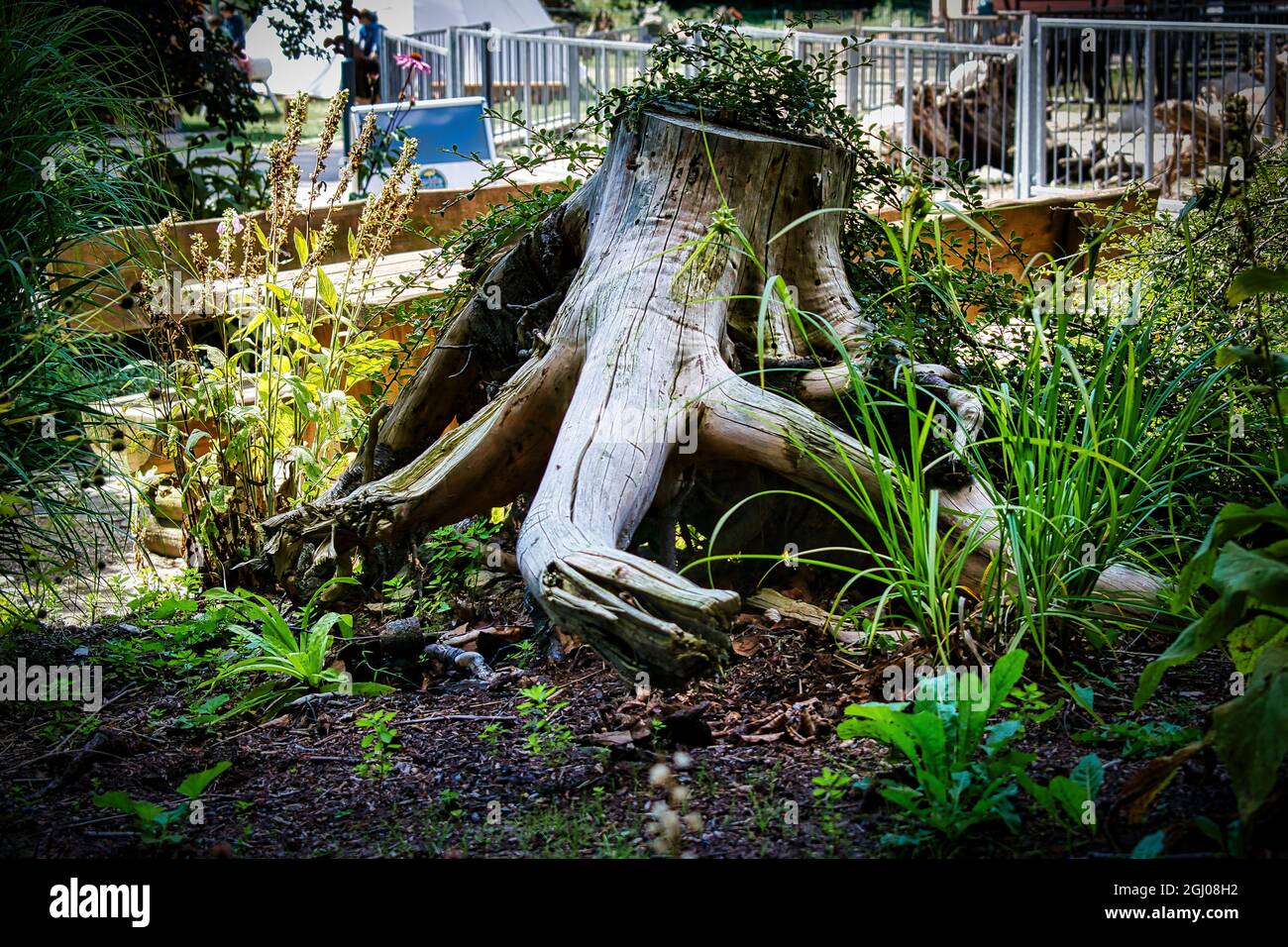 old tree roots photographed in a dramatic look Stock Photo Alamy