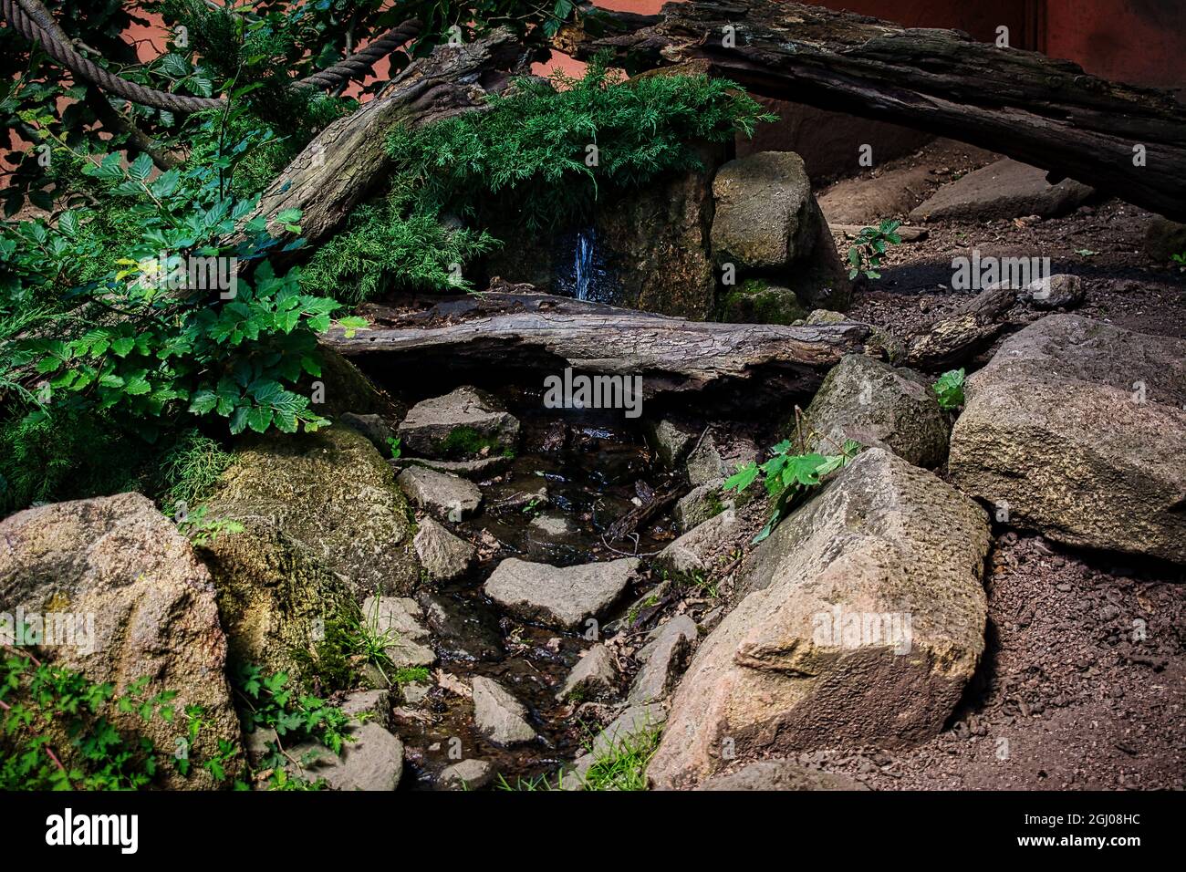 old tree roots photographed in a dramatic look Stock Photo Alamy