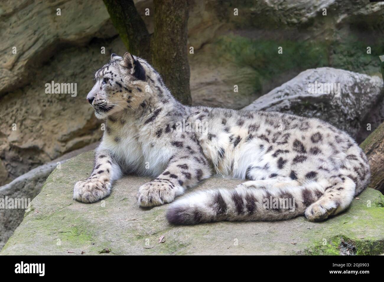Snow leopard, Irbis lying on a rock Stock Photo