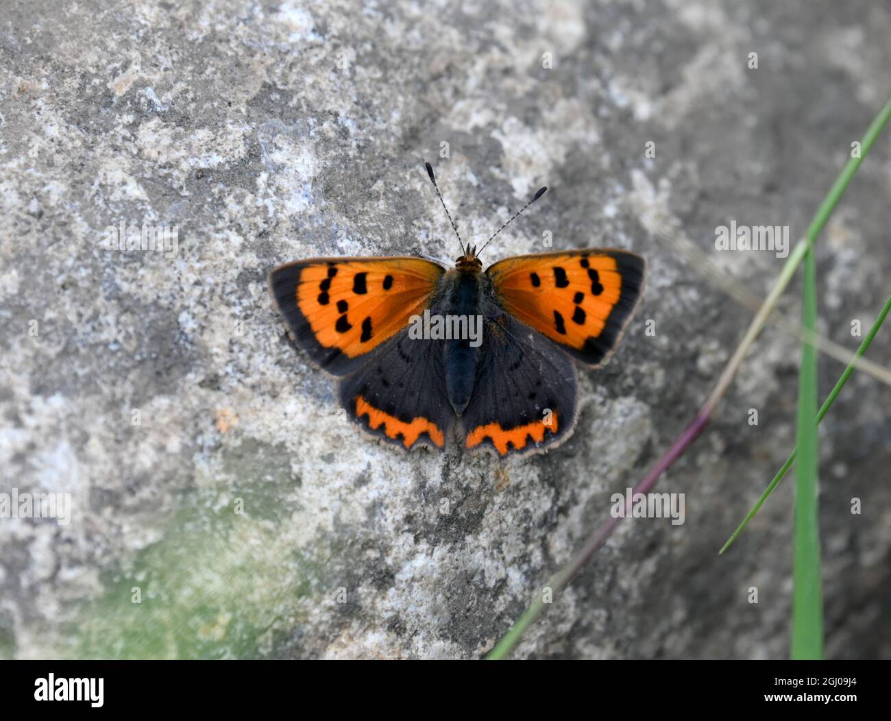 Small Copper butterfly basking on rock warmed by the sun Stock Photo