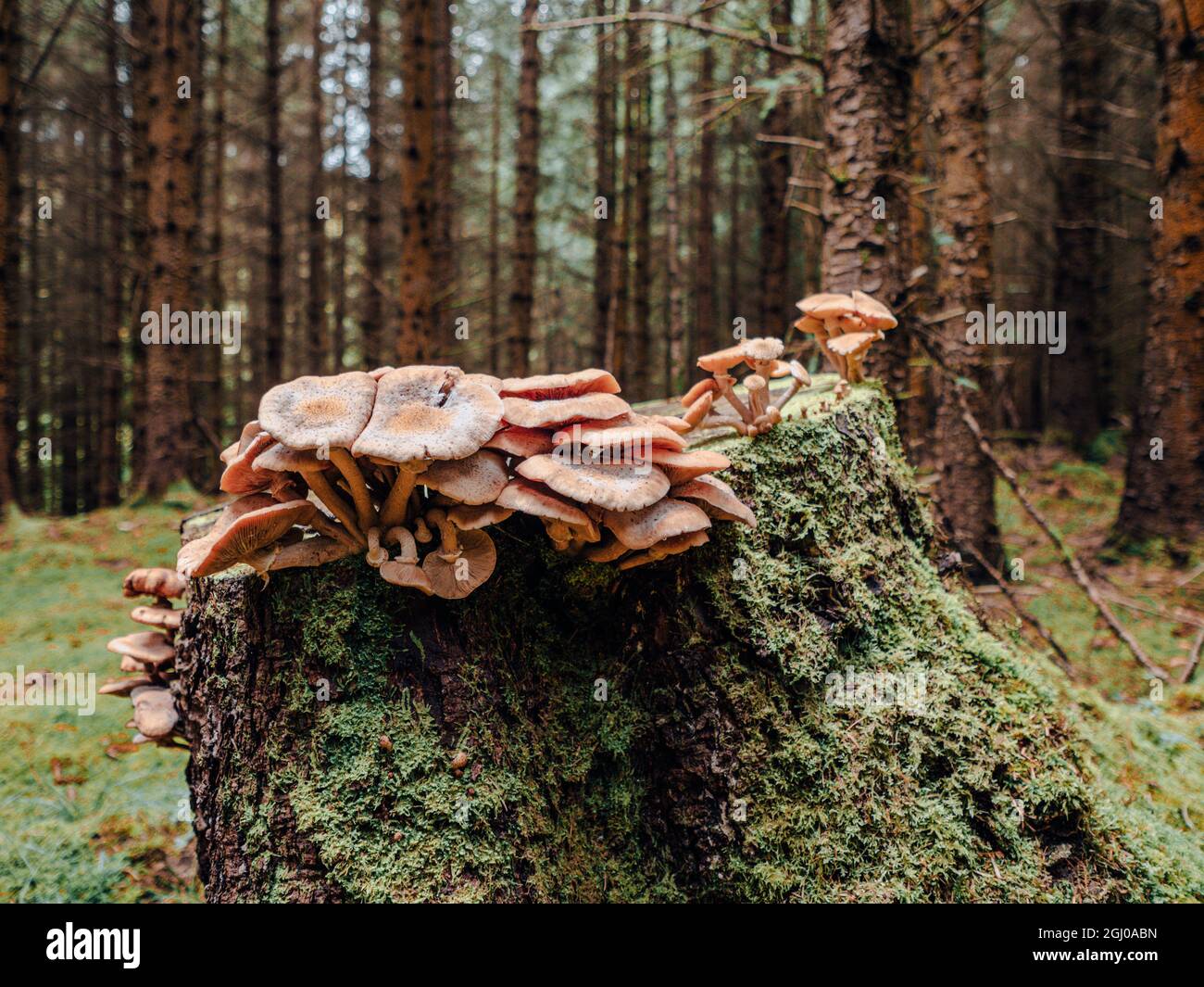 Mushrooms and Fungi growing in a moss covered forest in a beautiful Scottish highland forest