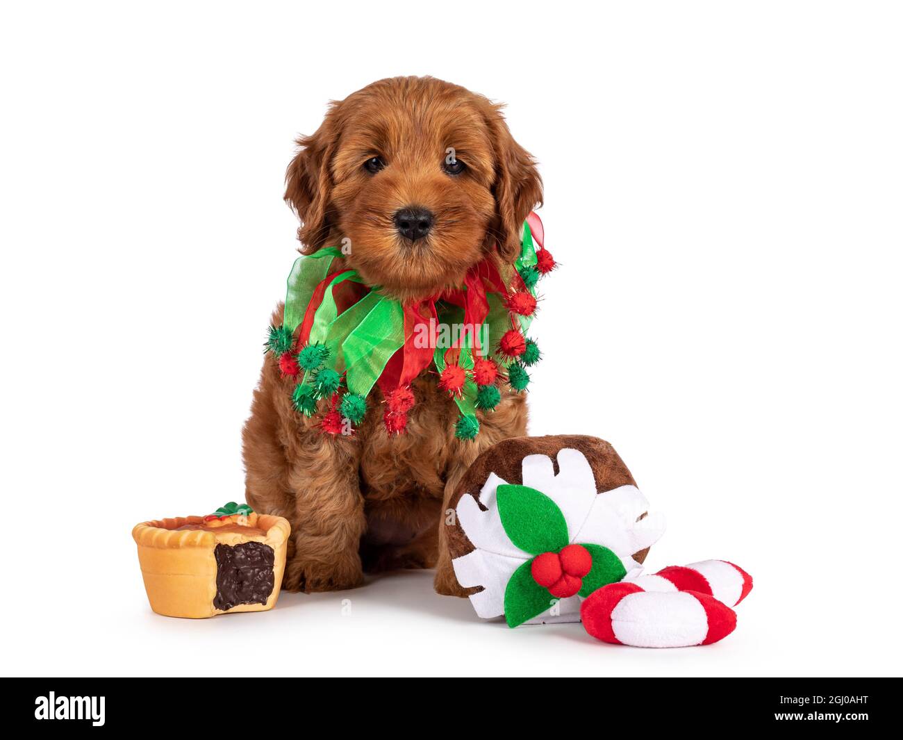 Adorable Cobberdog puppy aka Labradoodle dog, sitting up inbetween Christmas sweets. Looking straight towards camera. Isolated on a white background. Stock Photo