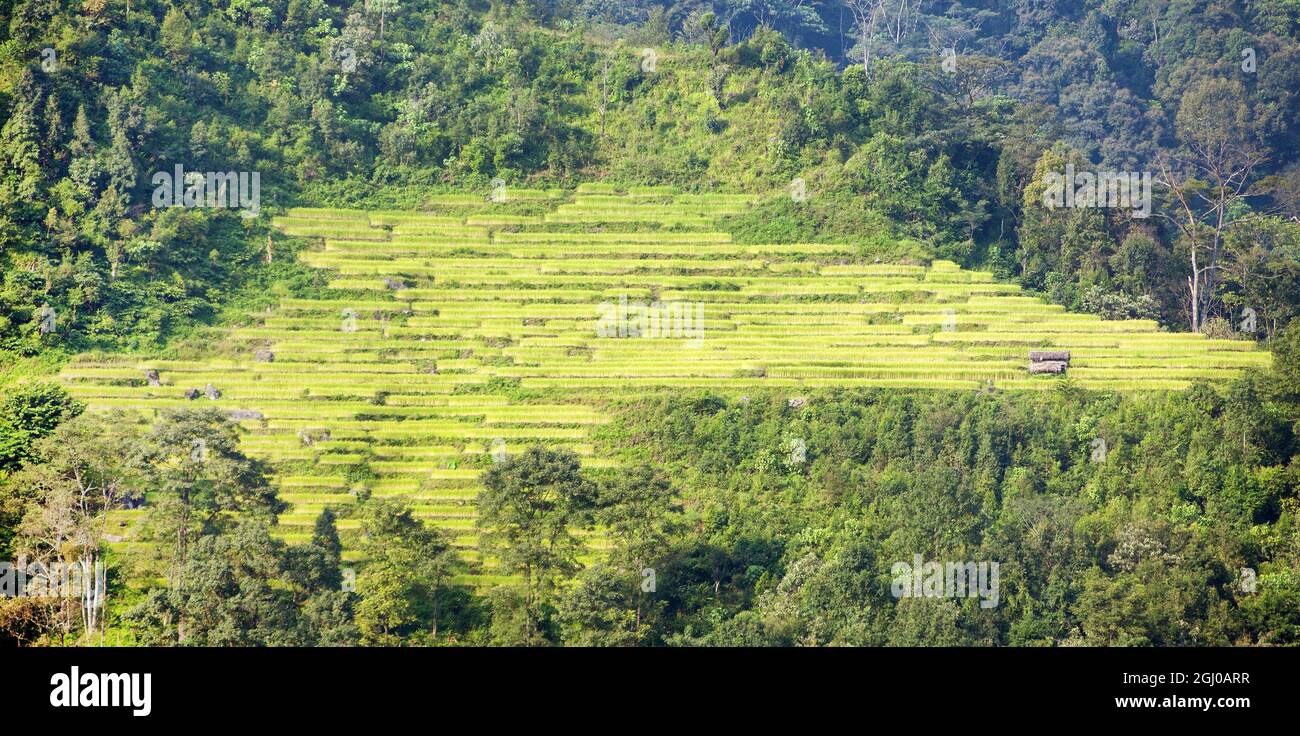golden terraced rice or paddy field in Nepal Himalayas Stock Photo