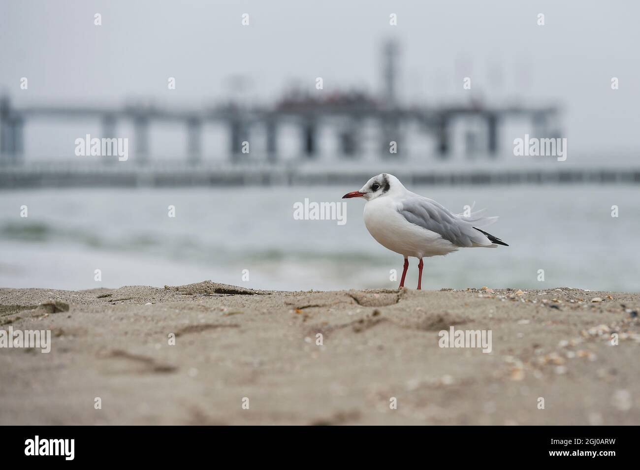 Season Koserow High Resolution Stock Photography and Images - Alamy