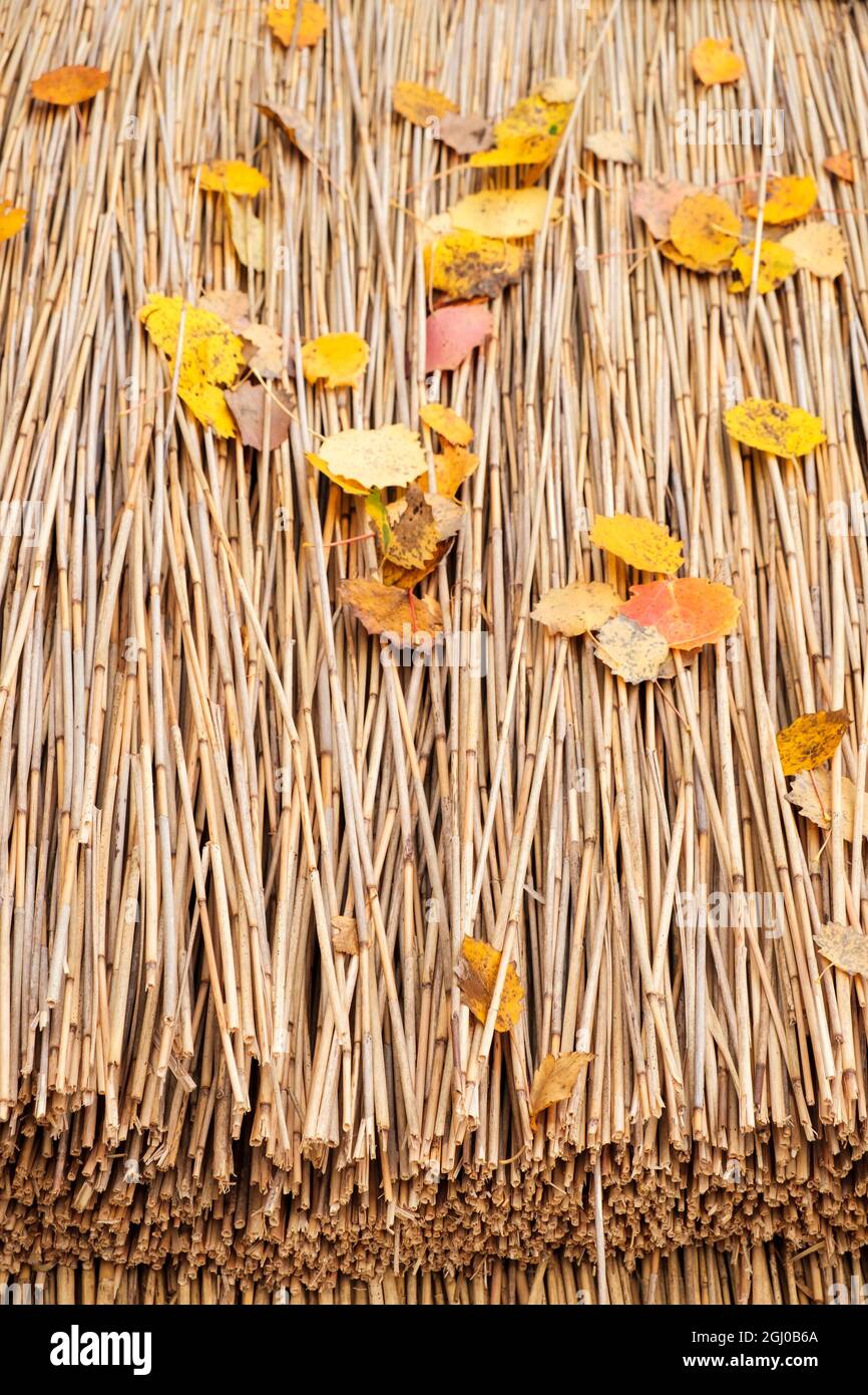 Autumn leaves on a thatched roof Stock Photo - Alamy