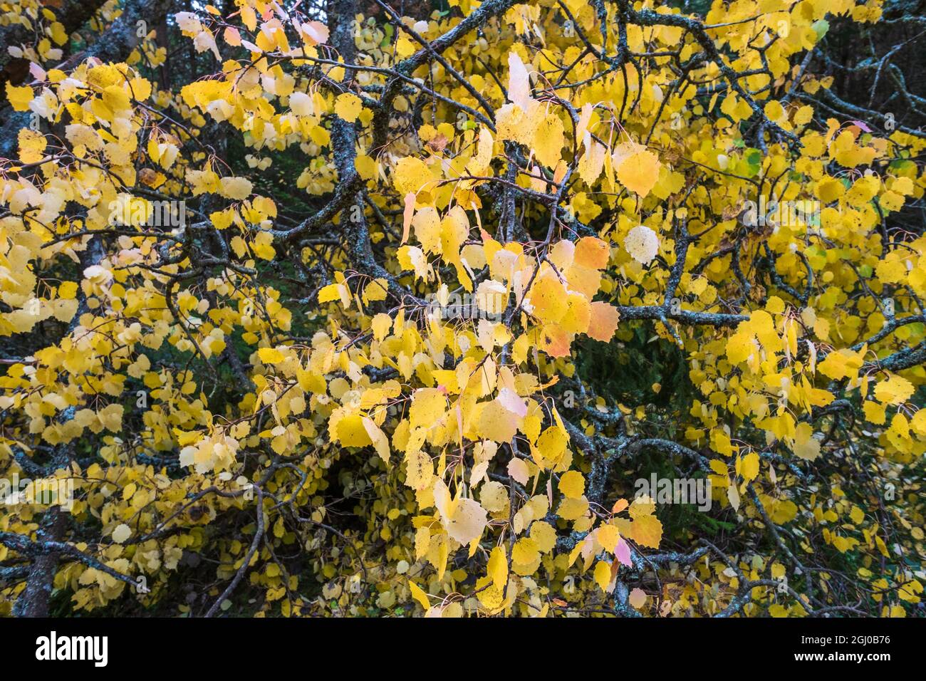Yellow autumn leaves on a tree branch Stock Photo - Alamy