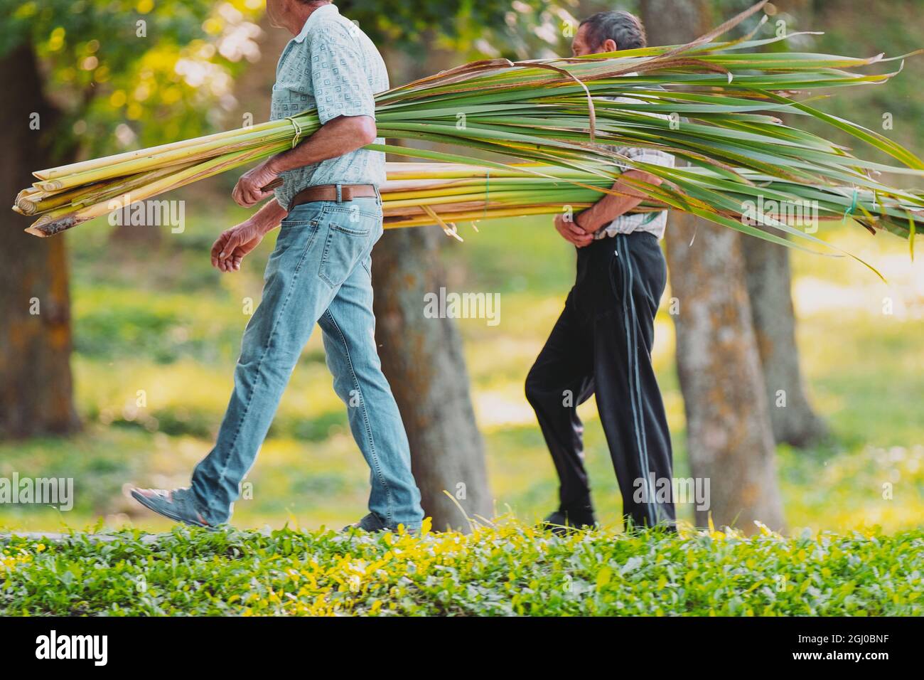 Trees carry green leaves hi-res stock photography and images - Alamy