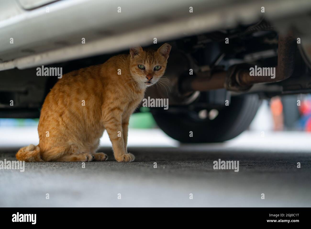 Cat hiding under a car and looking at the camera Stock Photo Alamy