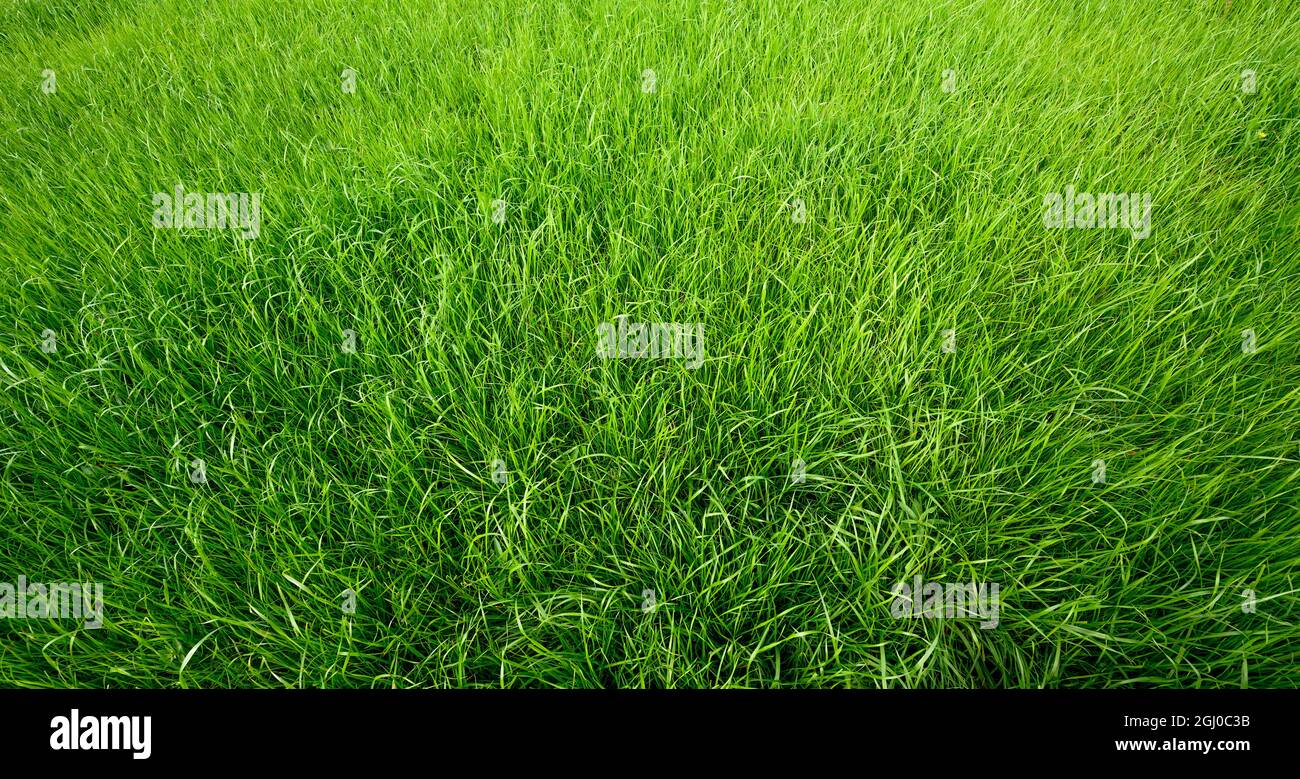 Closeup picture of green grass hi-res stock photography and images - Alamy