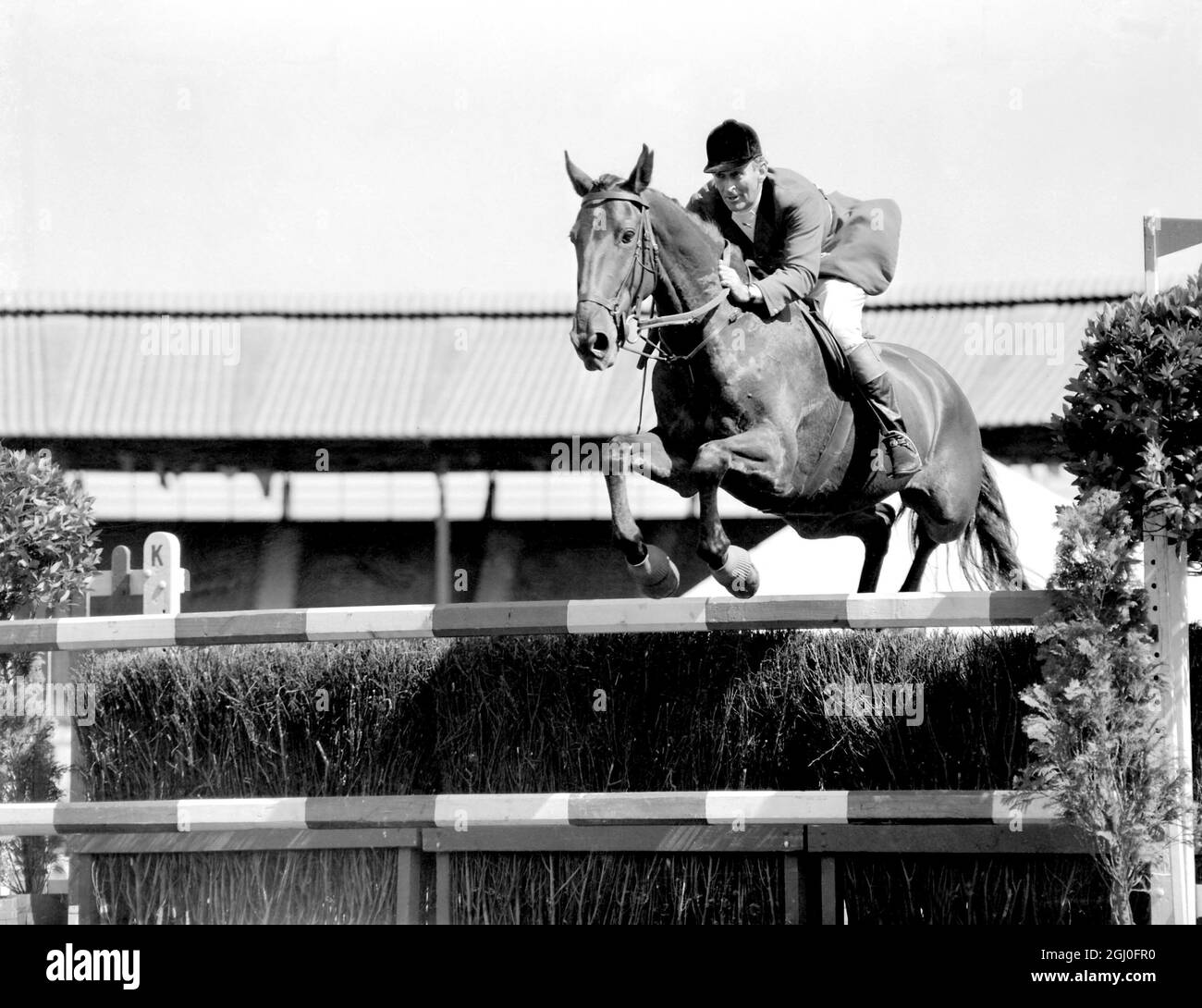 1952 Olympic Games - Helsinki - Colonel Harry Llewllyn jumping on internationally famed Foxhunter in the second series at Helsinki. The British team won a Gold Medal the only Gold Medal of the 1952 Olympics. Second was Chile with America third 3rd August 1952 Stock Photo