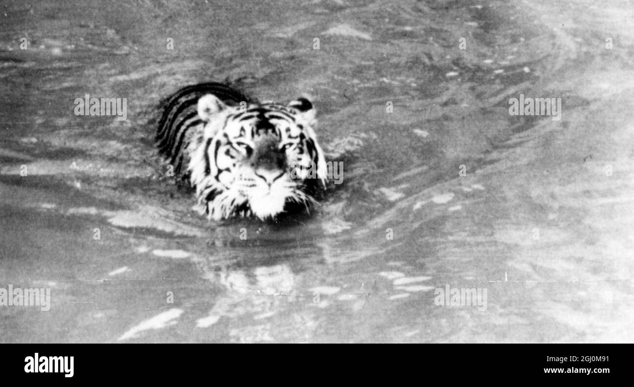 San Francisco California Mike the Tiger has new act at Zoo after heavy rain in California which filled his moat now he dives in and swims around March 1958 Stock Photo