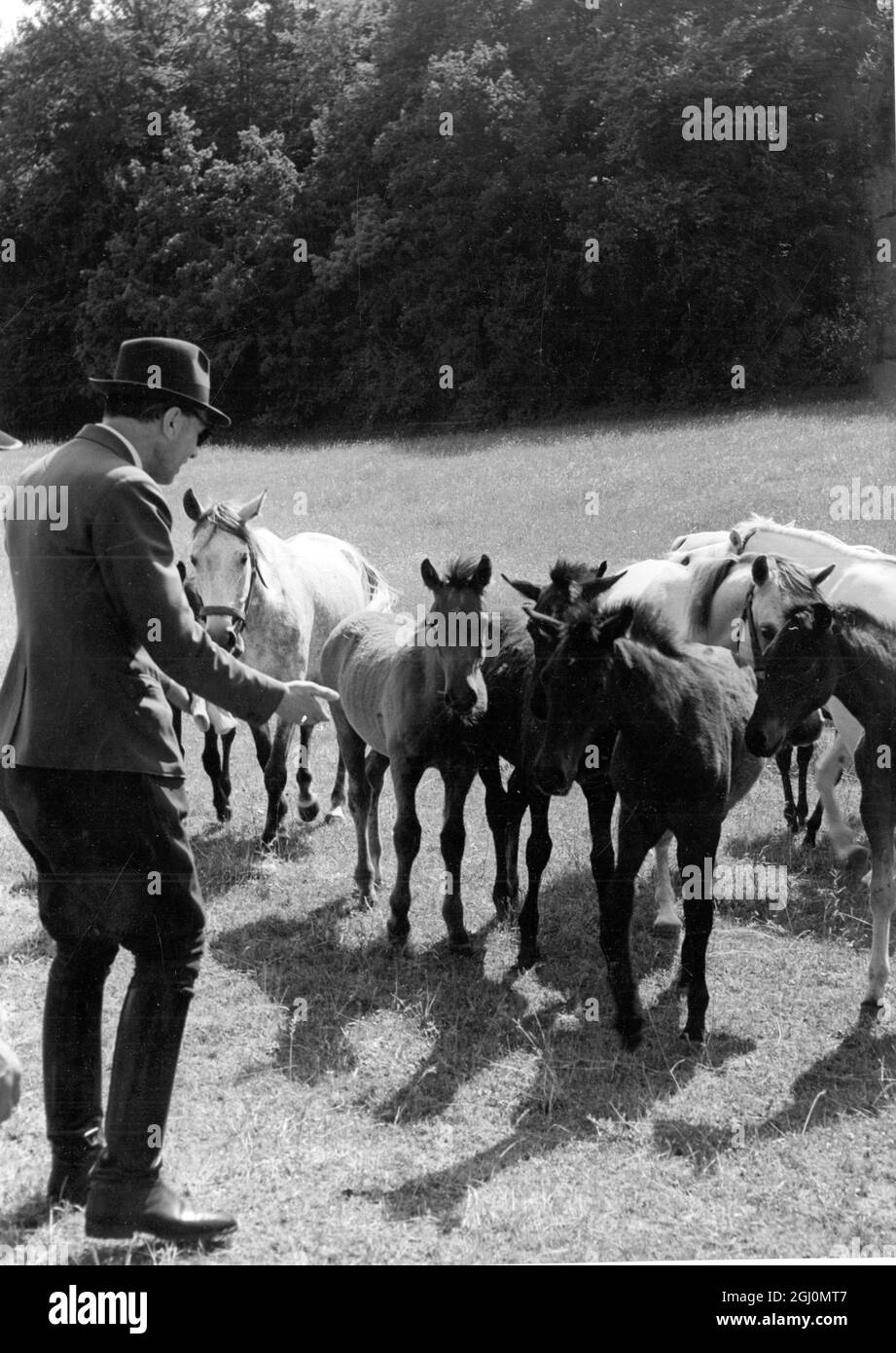 Scenes at the Spanish Riding Academy of Vienna where the famous white stallions of Vienna are schooled under the direction of Col. Podhajsky Stud farm at Wimsbach . The Lippizan is born dark , becomes white usually between the ages of 4 to 9 1-2. Pictures shows Colonel Podhajsky with some of the young foals . September 1950 Stock Photo