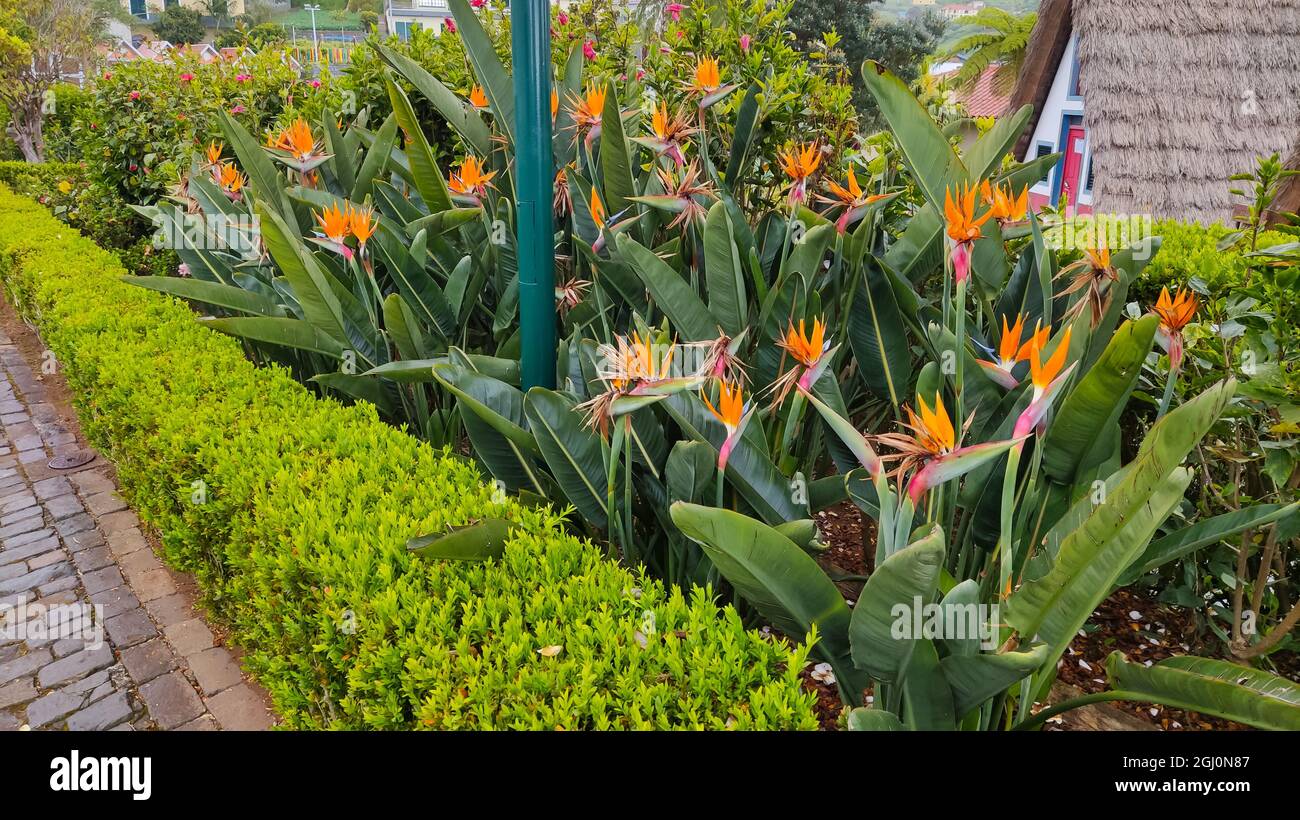 Flowers madeira birds paradise flowers hi-res stock photography
