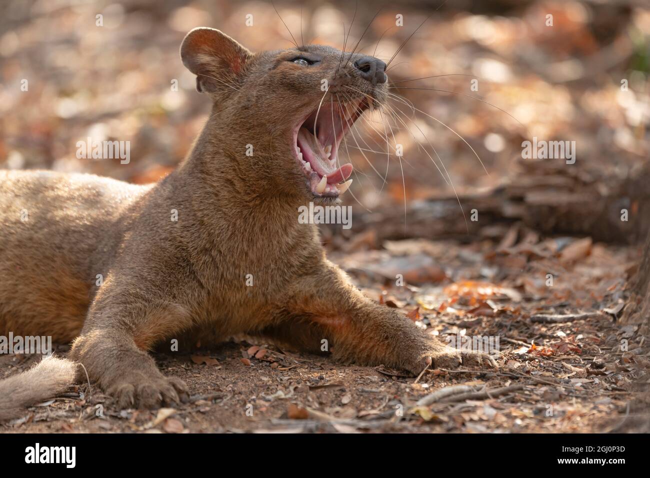 Africa, Madagascar, Kirindy Reserve, near Morondava. A fossa rests in the shade of the forest. Stock Photo