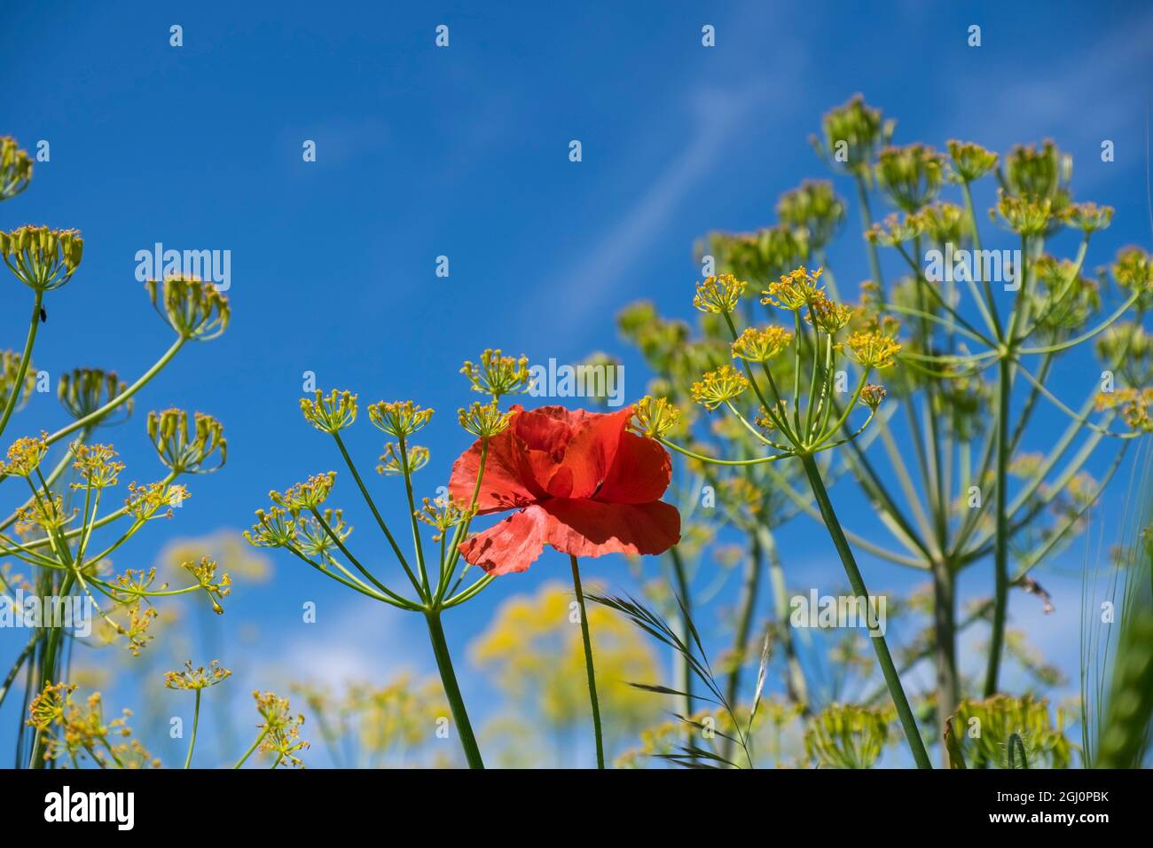 North Africa,Morocco,Taounate, spring flowers bloom.Verbena, Coreopsis ...