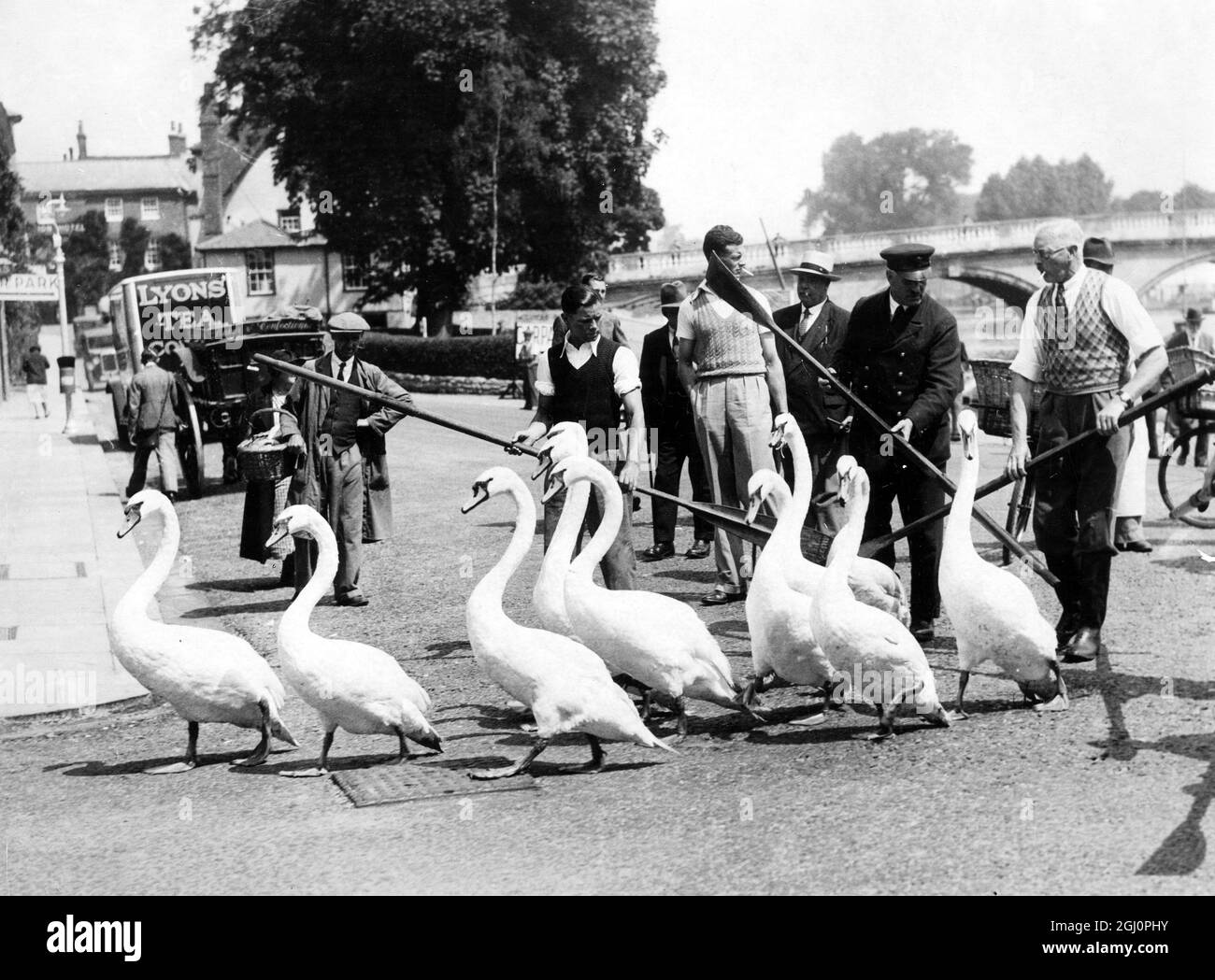 Preparing for Henley Regatta . Swan Masters from the City Companies driving the swans from the regatta course to their temporary quarters during the Henley Regatta June 1937 Henley-on-Thames , Oxfordshire Stock Photo