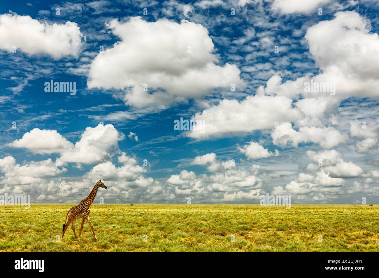 Masai Giraffe on open plains of Serengeti National Park, Tanzania, Africa, Giraffa camelopardalis tippelskirchii Stock Photo