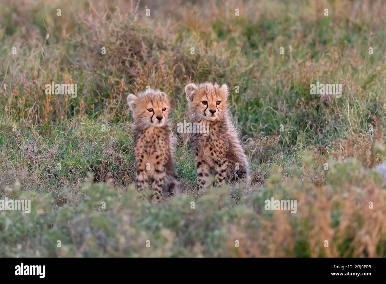 Africa, Tanzania, Serengeti National Park. Baby cheetahs close-up. Credit as: Jones & Shimlock / Jaynes Gallery / DanitaDelimont.com Stock Photo
