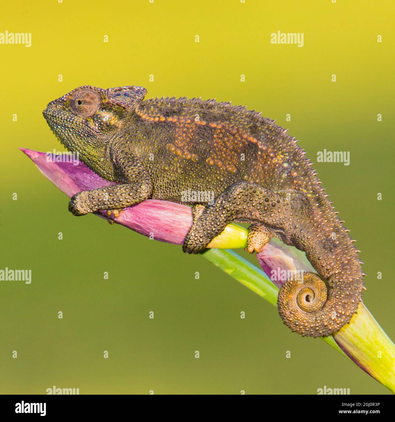 africa-tanzania-rough-chameleon-trioceros-rudis-at-ngorongoro