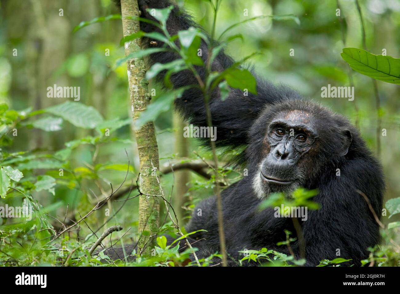 Africa, Uganda, Kibale National Park, Ngogo Chimpanzee Project. A wild male chimpanzee stares, his face relaxed. Stock Photo
