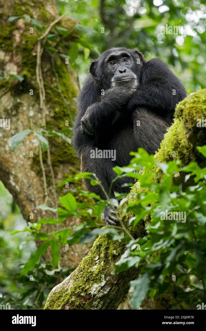 Africa, Uganda, Kibale National Park, Ngogo Chimpanzee Project. A relaxed female chimpanzee sits aloft in a mossy tree looking intently. Stock Photo