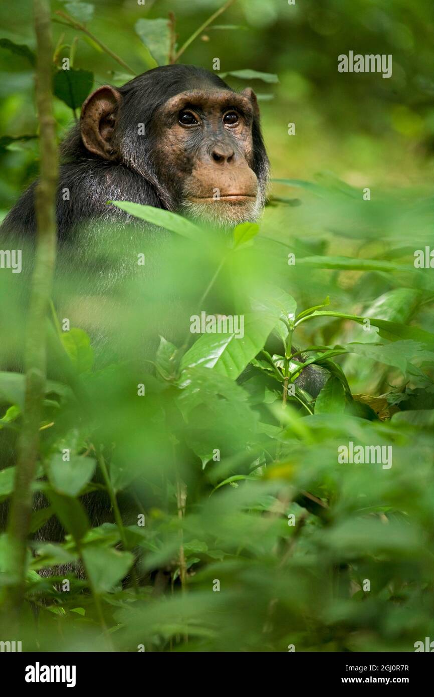 Africa, Uganda, Kibale National Park, Ngogo Chimpanzee Project.  A young adult male chimpanzee observes his surroundings from the vegetation. Stock Photo