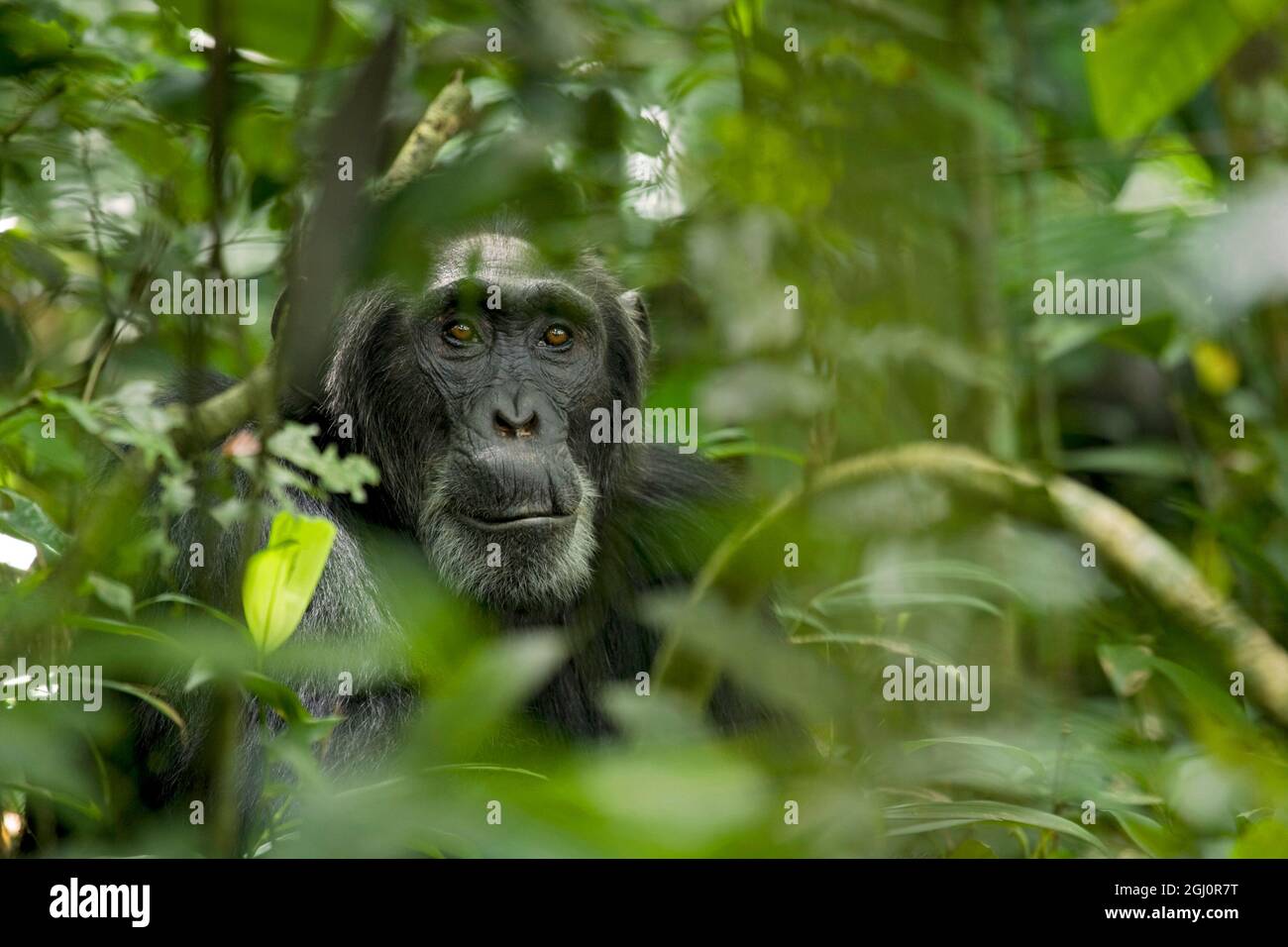 Africa, Uganda, Kibale National Park, Ngogo Chimpanzee Project. A male chimpanzee listens and surveys his surroundings from behind thick vegetation. Stock Photo