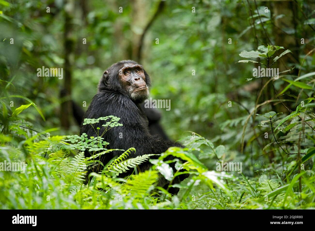 Africa, Uganda, Kibale National Park, Ngogo Chimpanzee Project.  A male chimpanzee wet from rain looks over his shoulder. Stock Photo