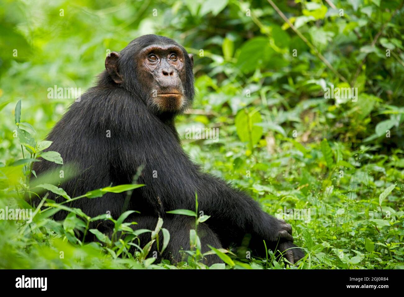 Africa, Uganda, Kibale National Park, Ngogo Chimpanzee Project.  A young adult chimpanzee relaxes on a path waiting for others in his group. Stock Photo
