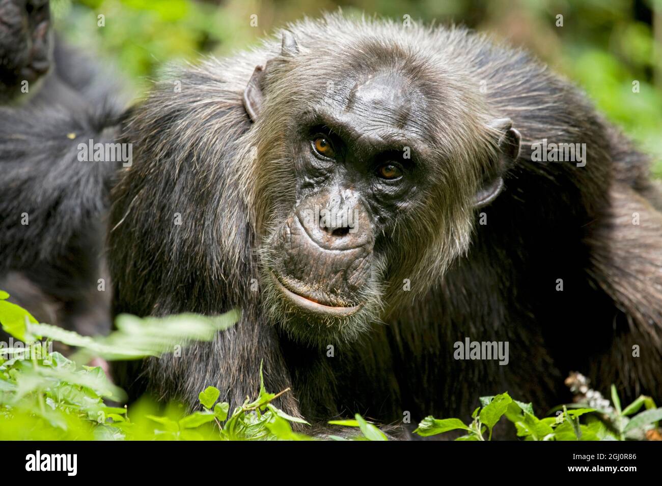 Africa, Uganda, Kibale National Park, Ngogo Chimpanzee Project.  A male chimpanzee relaxes as he is groomed. Stock Photo