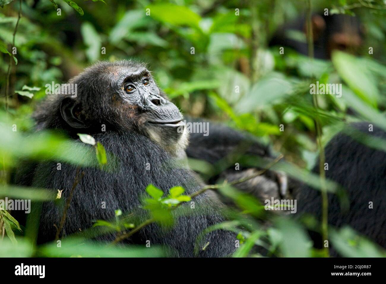Africa, Uganda, Kibale National Park, Ngogo Chimpanzee Project. A male chimpanzee looks over his shoulder while chewing meat after a hunt. Stock Photo