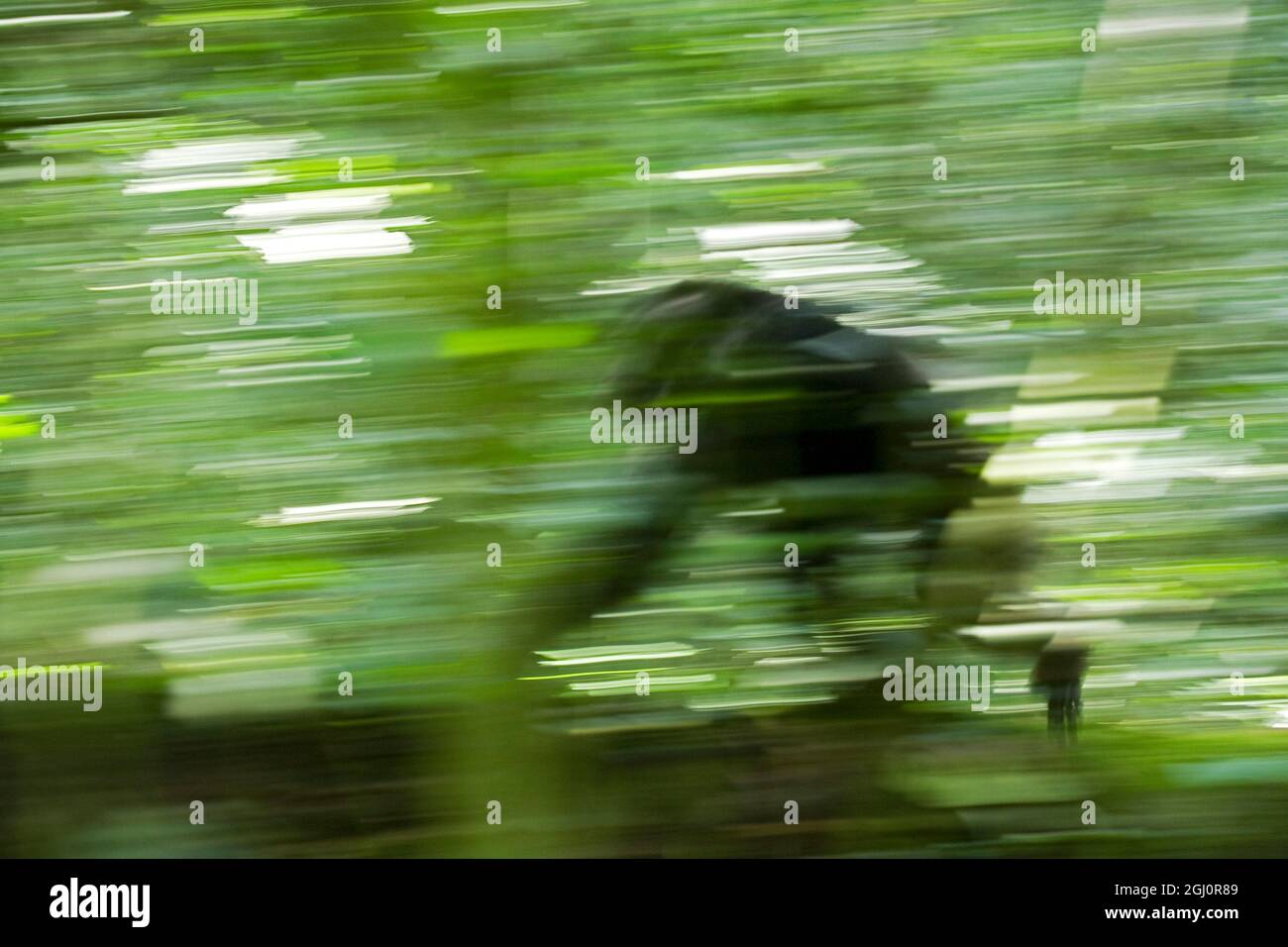 Africa, Uganda, Kibale National Park, Ngogo Chimpanzee Project. A wild chimpanzee travels through the forest. Stock Photo