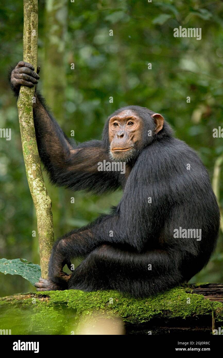 Africa, Uganda, Kibale National Park, Ngogo Chimpanzee Project. A young adult chimpanzee listens and anticipates the arrival of other chimps in his co Stock Photo