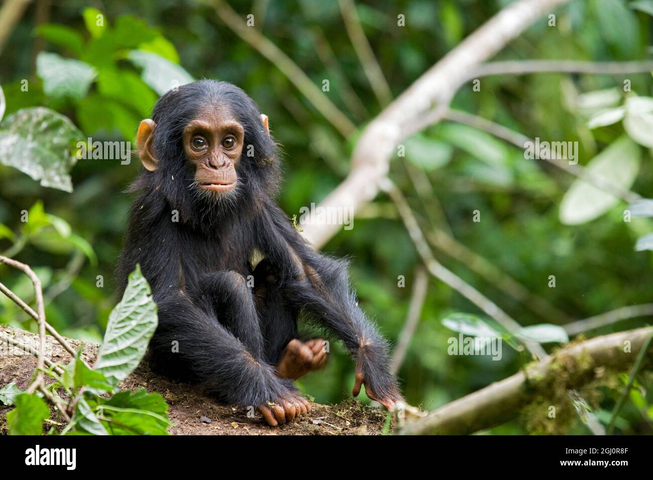 Africa, Uganda, Kibale National Park, Ngogo Chimpanzee Project. An infant chimpanzee pauses briefly during play. Stock Photo